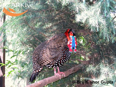 Tragopan melanocephalus