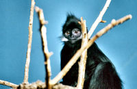 Trachypithecus (=Presbytis) francoisi
