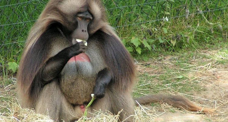 Theropithecus gelada