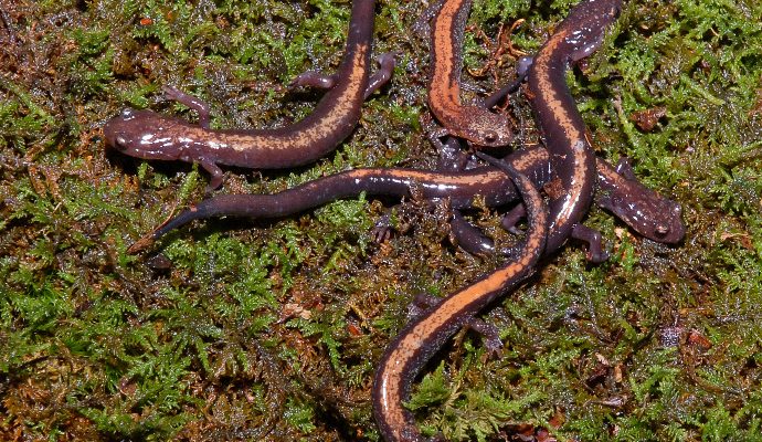 Plethodon shenandoah