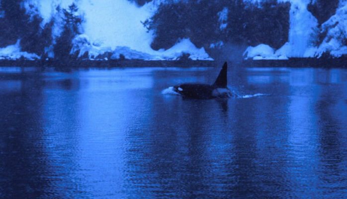 Orcinus orca