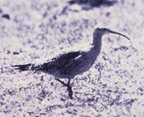 Numenius borealis