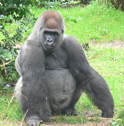 Gorilla gorilla