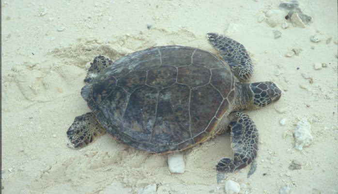 Chelonia mydas