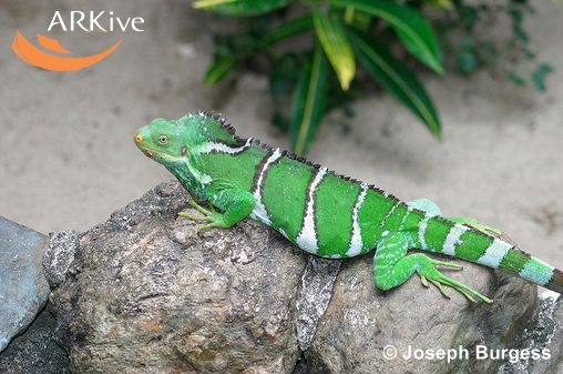 Brachylophus vitiensis