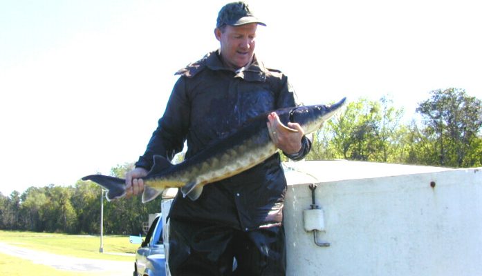 Acipenser oxyrinchus (=oxyrhynchus) desotoi