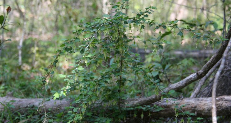 Ribes echinellum