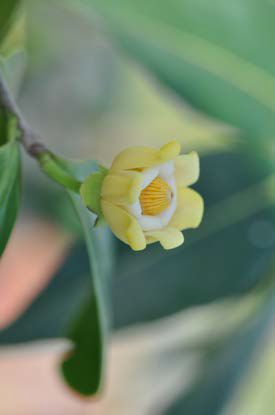 Pleodendron macranthum