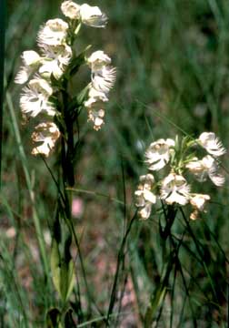 Platanthera praeclara