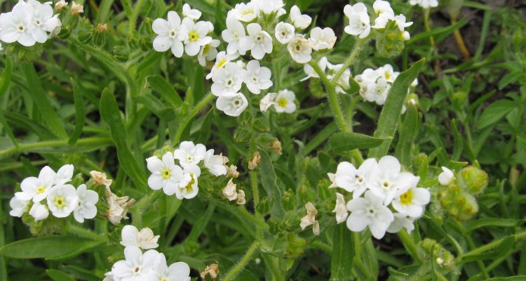 Plagiobothrys hirtus