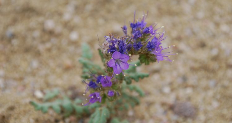 Phacelia formosula