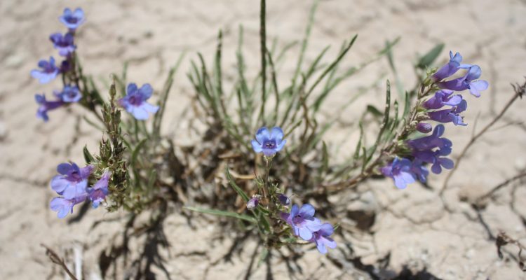 Penstemon penlandii