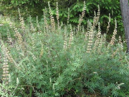 Lupinus sulphureus ssp. kincaidii