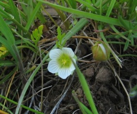Limnanthes floccosa ssp. grandiflora