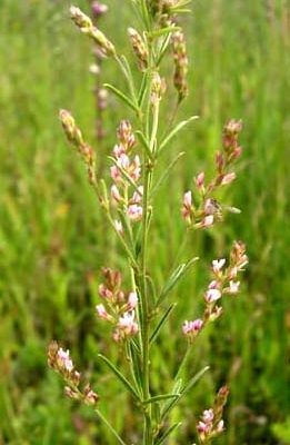 Lespedeza leptostachya