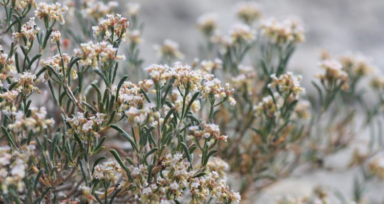 Eriogonum pelinophilum