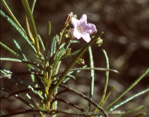 Eriodictyon altissimum