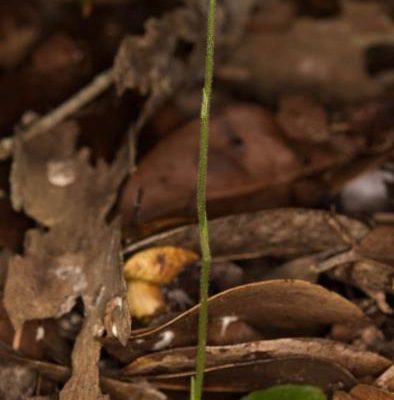 Cranichis ricartii