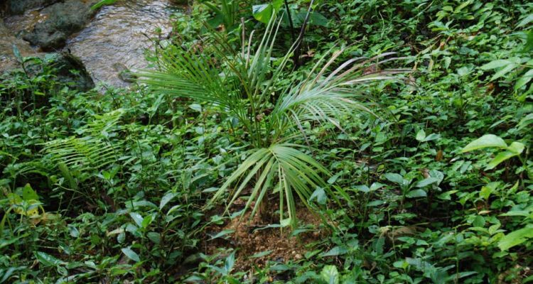 Calyptronoma rivalis