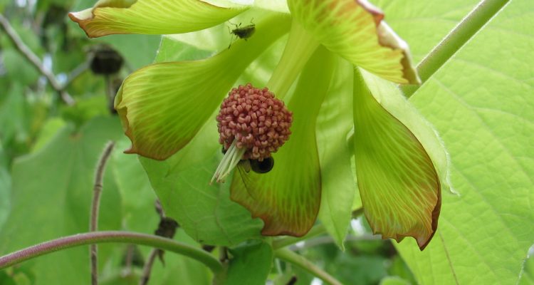 Abutilon sandwicense