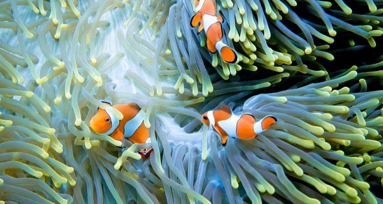 Baby reef fish use an internal magnetic compass to find their way home