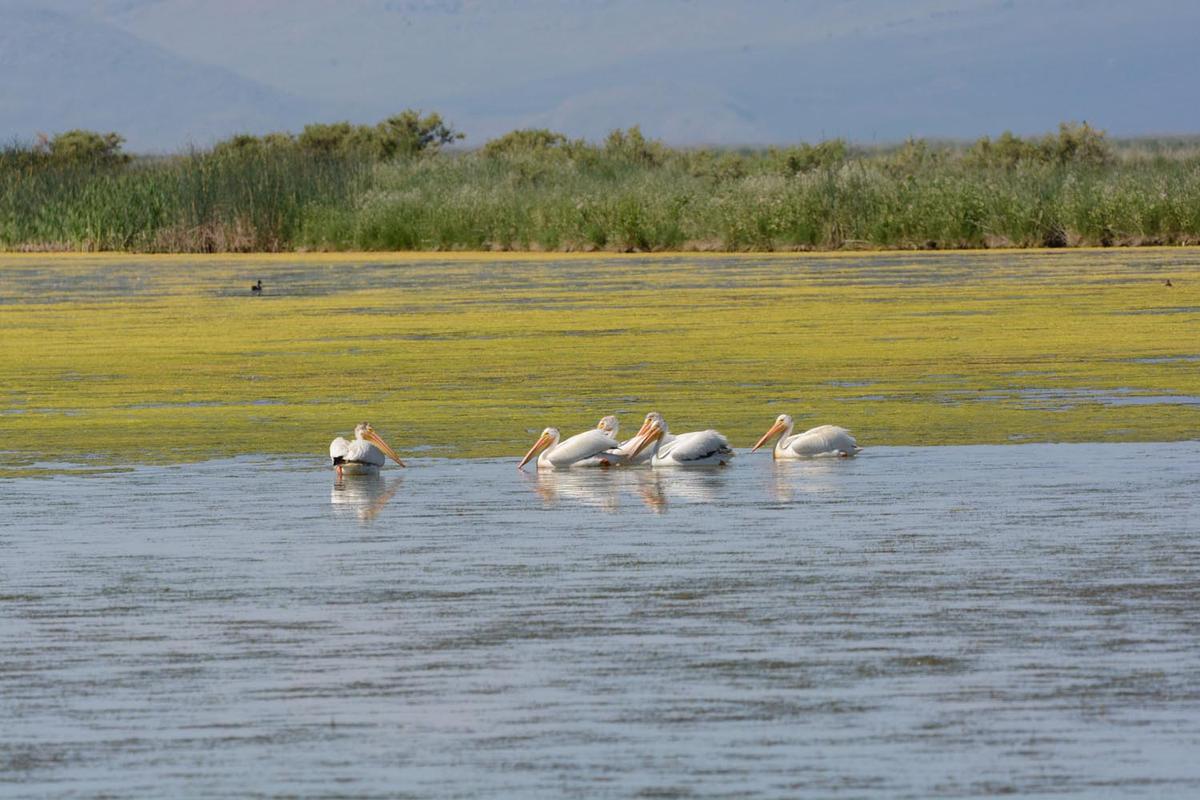 Bear River Watershed Conservation Area established in Idaho, Utah and Wyoming