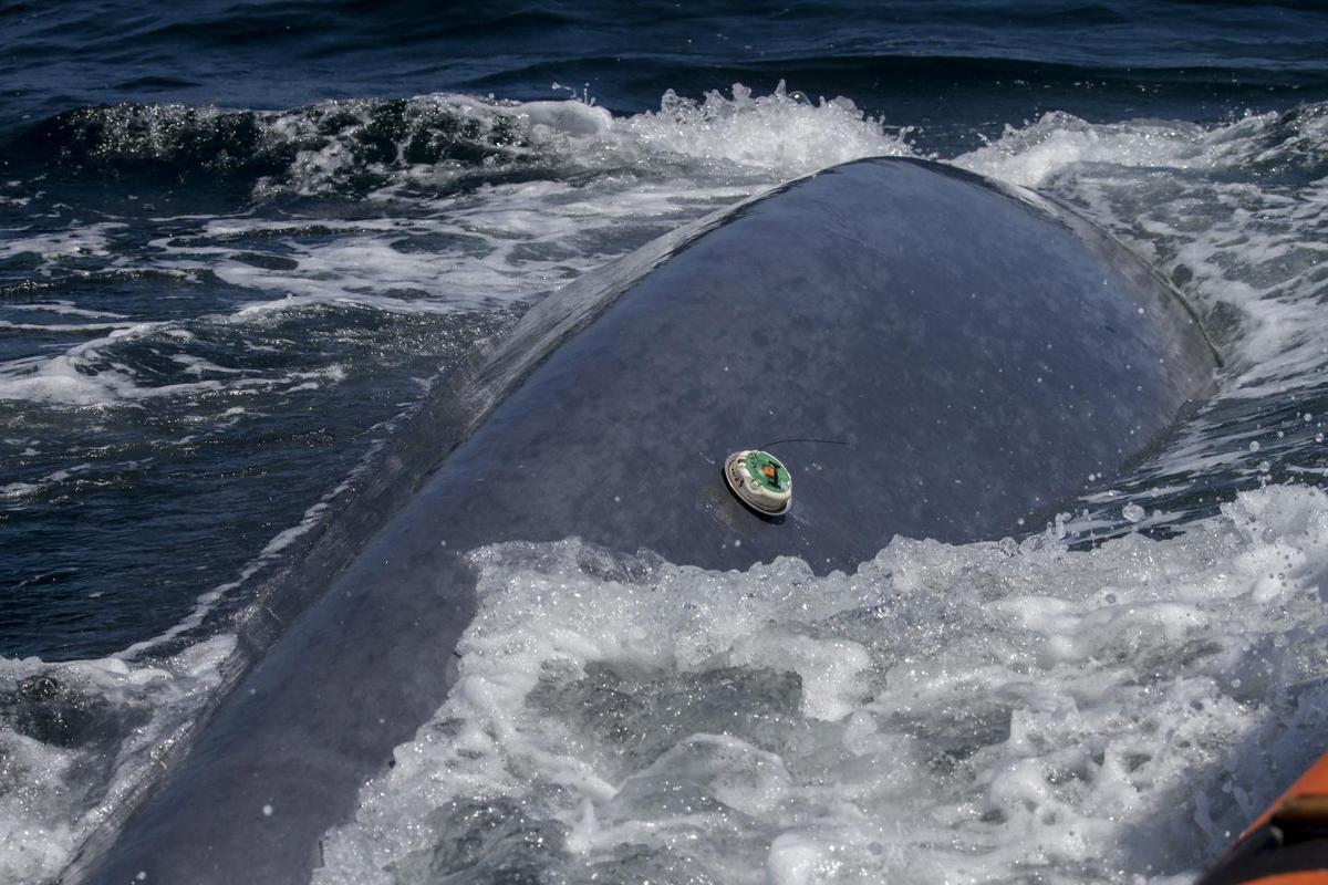 New whale tagging technology has opened a window into the life of whales