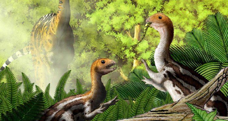 Limusaurus inextricabilis: Strange new dinosaur species lost their teeth as adults