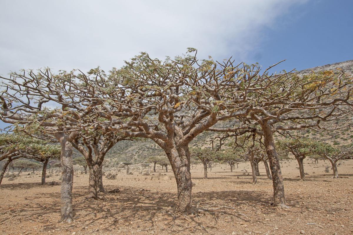 Famous frankincense forest is in serious danger