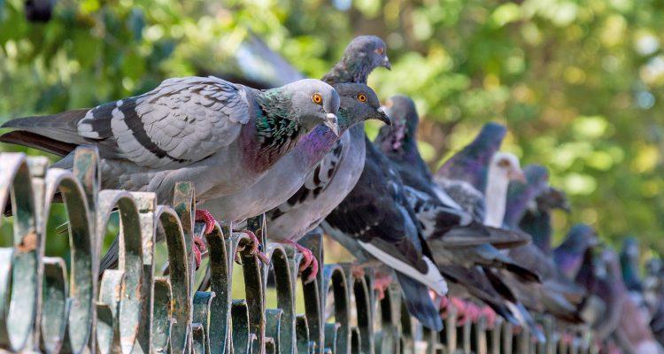 Traffic noise prevents birds from hearing danger alerts