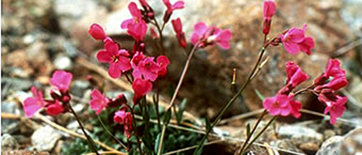 Arabis macdonaldiana
