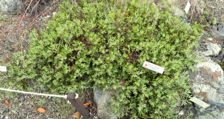 Arctostaphylos franciscana