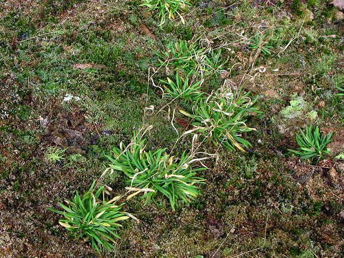 Arenaria cumberlandensis