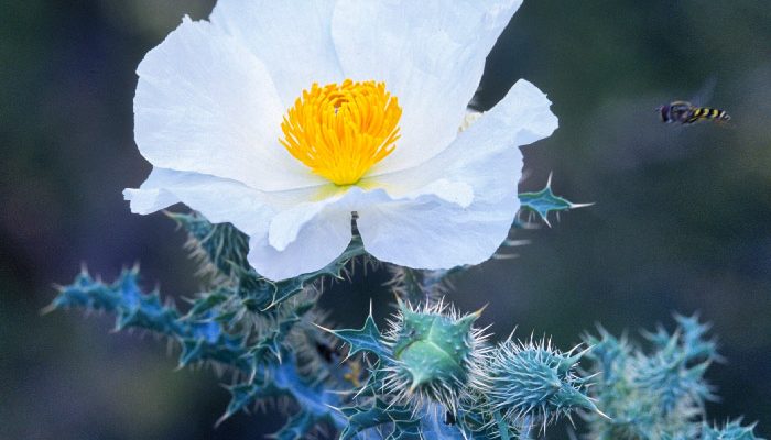 Argemone pleiacantha ssp. pinnatisecta