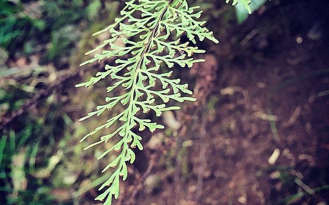 Asplenium dielmannii