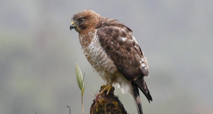 Buteo platypterus brunnescens