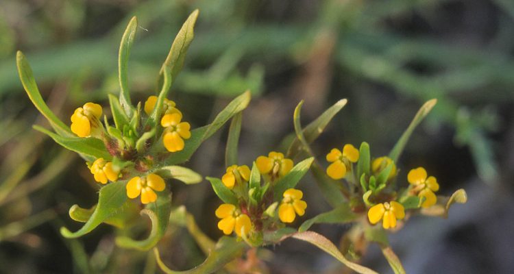 Castilleja campestris ssp. succulenta