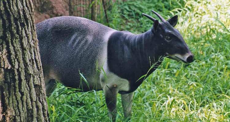 Cephalophus jentinki