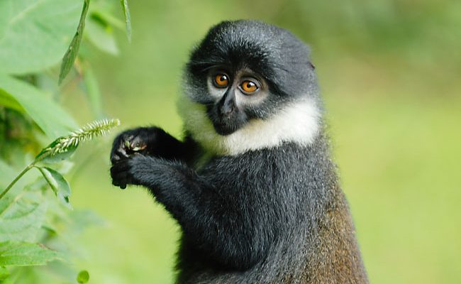 Cercopithecus lhoesti