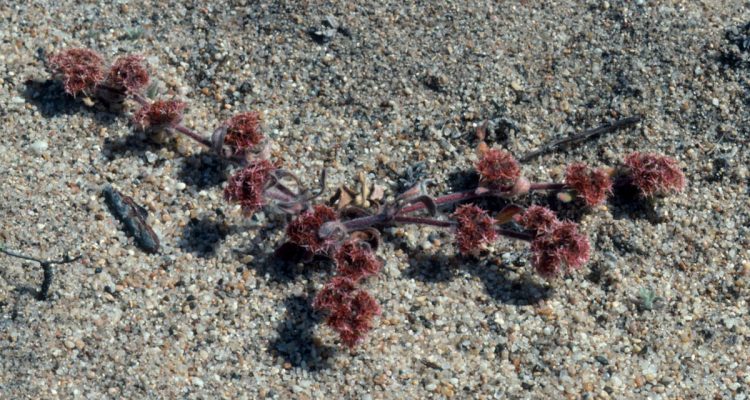 Chorizanthe pungens var. pungens