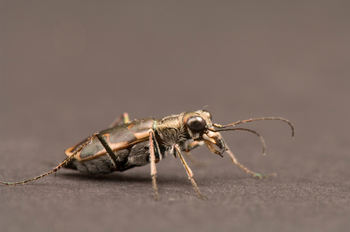 Cicindela nevadica lincolniana