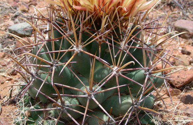 Coryphantha scheeri var. robustispina