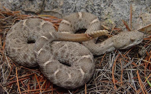 Crotalus willardi obscurus