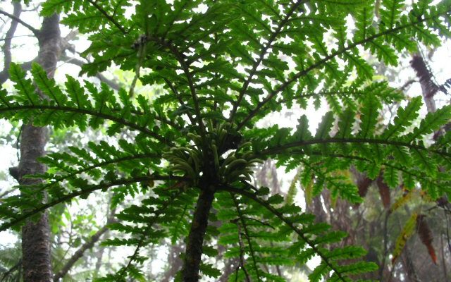 Cyanea shipmanii