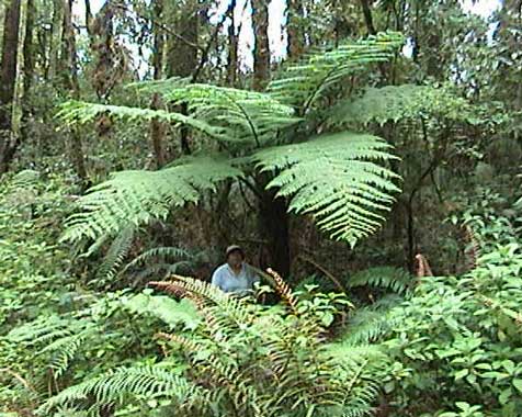 Cyathea dryopteroides