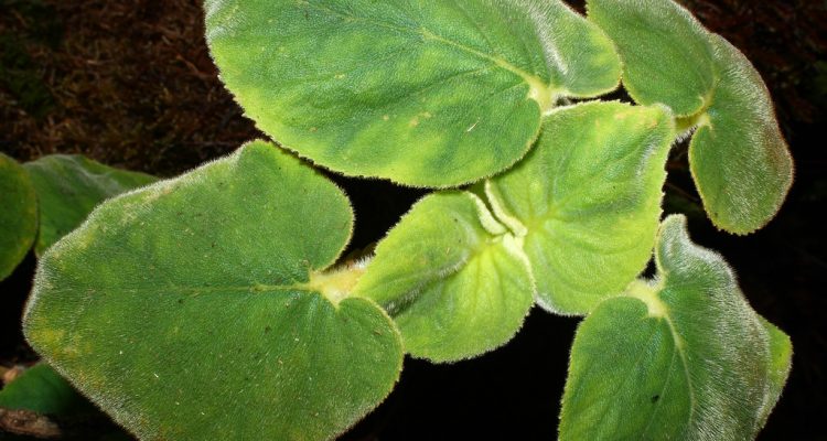 Cyrtandra viridiflora