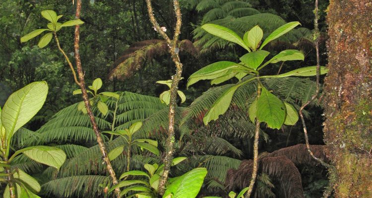 Cyrtandra wagneri