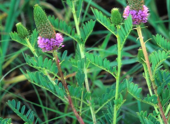 Dalea foliosa
