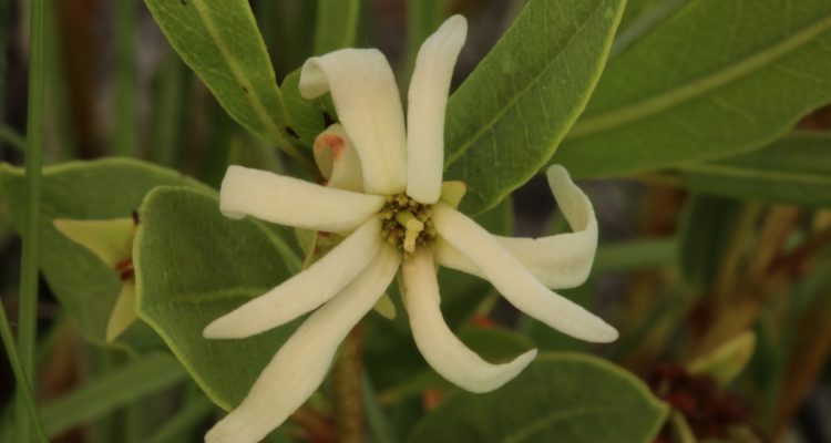 Deeringothamnus pulchellus