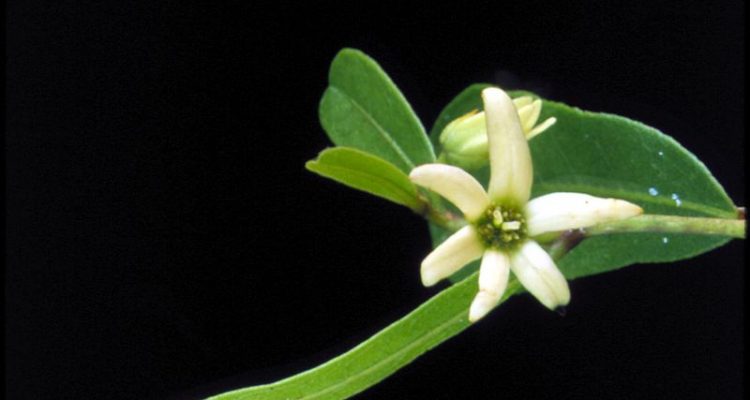 Deeringothamnus rugelii